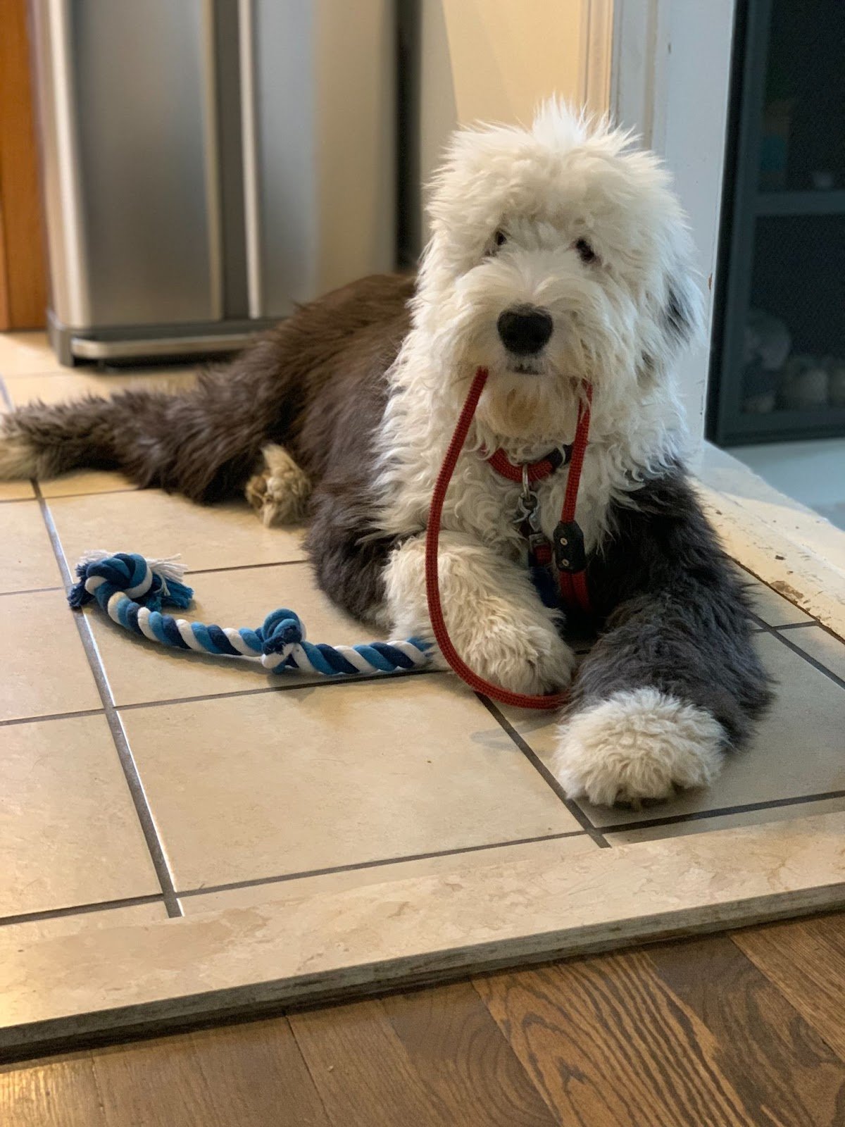 Purpose-Jobs-team-dog