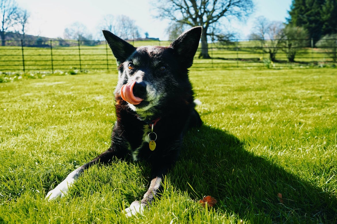 living-midwest-space-backyard-dog